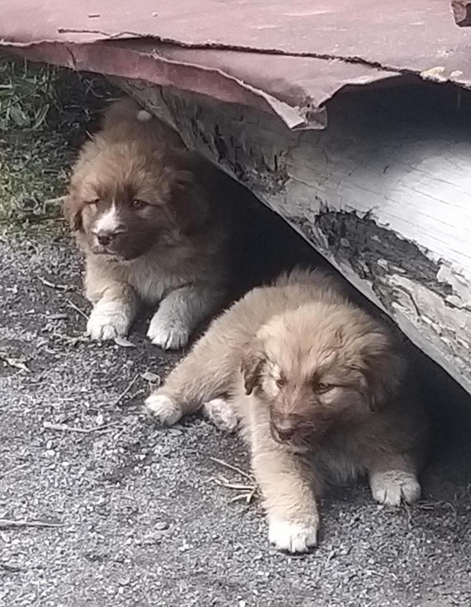 Apartmán Emotion Kazbegi Exteriér fotografie